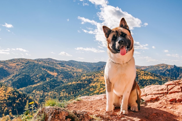 Grote geïnteresseerde huishond van het Amerikaanse Akita-ras zit op een rots tegen de achtergrond van bergen Wandelen met een hond