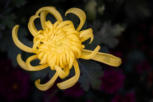 Foto grote gele chrysanten in het park