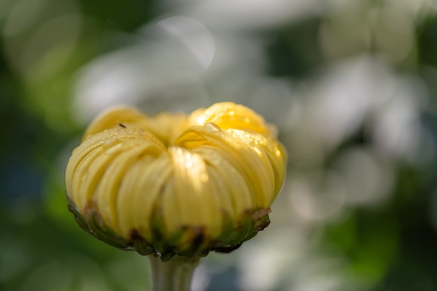 Grote gele chrysanten in het park