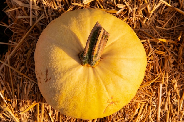 Foto grote gele pompoen op het hooi