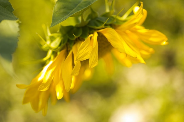 grote gele zonnebloem close-up op een zonnige dag