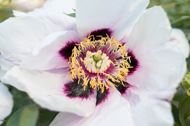 Grote geurende witte bloemen