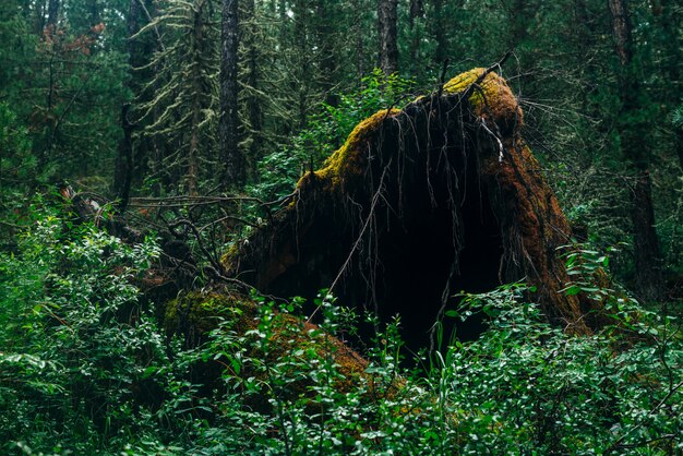 Grote gevallen boomwortel bedekt met dik mos in taiga wildernis