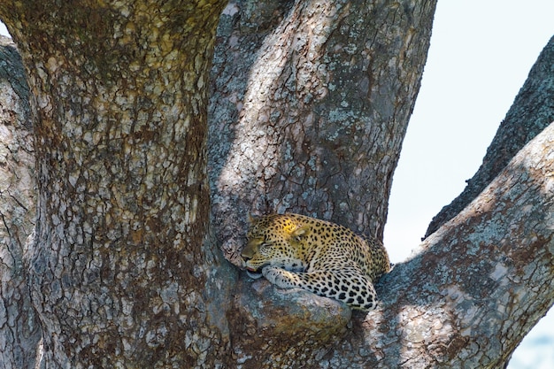 Grote gevlekte kat die op de tak van de boom rust. Afrikaanse luipaard uit de Serengeti, Tanzania