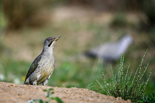 Grote gevlekte specht die op de grond zit