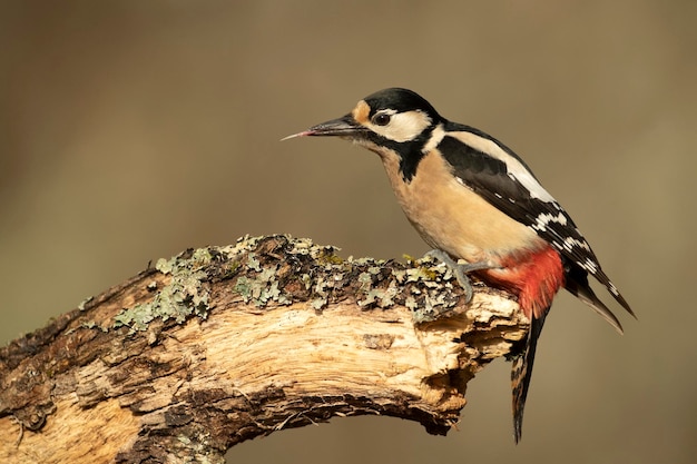 Grote gevlekte specht op de stam van een eik in een Euro-Siberisch bos bij het laatste licht