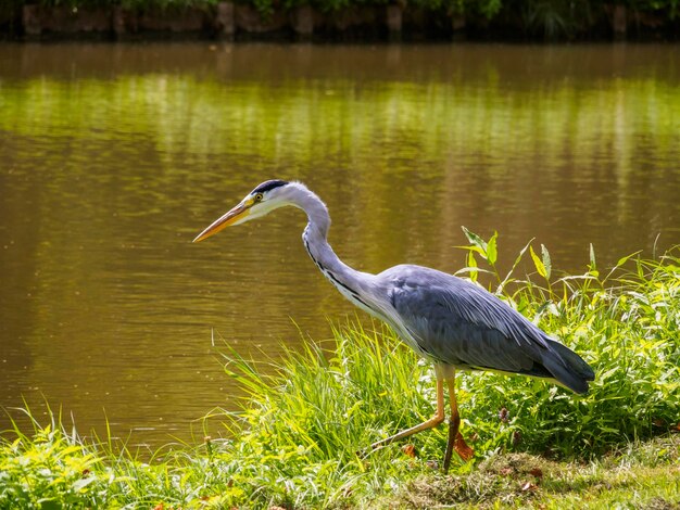 Grote grijze reiger Ardea cinerea vogel op de kanaalbank in groen gras