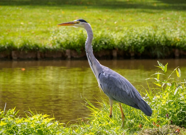 Grote grijze reiger Ardea cinerea vogel op de kanaalbank in groen gras