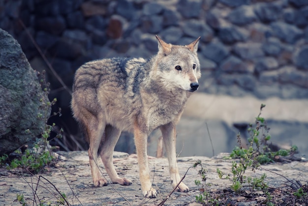 Grote grijze wolf canis lupus in de dierentuin