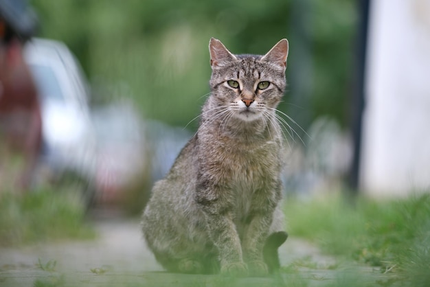 Grote grijze zwerfkat die in de zomer buiten op straat rust