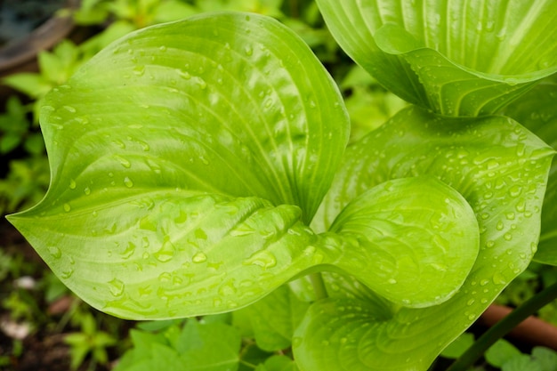 Grote groene blad close-up textuur. Selectieve aandacht.