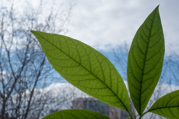 Foto grote groene bladeren van een huisplant tegen de blauwe lucht avocadobladeren