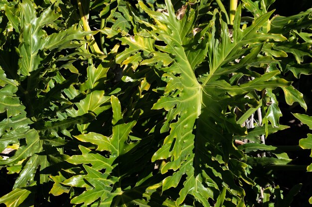 Grote groene bladeren van een Philodendron xanadu