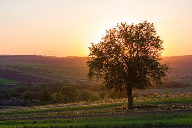 Grote groene boom bij zonsondergang die alleen op de lentegebied groeit