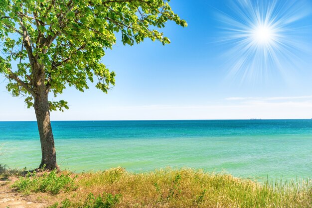 Foto grote groene boom op het strand met blauw zeewater als achtergrond