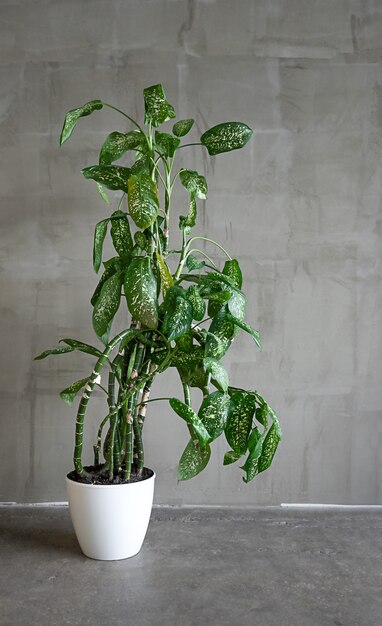 Grote groene dieffenbachia plant in een witte pot op een betonnen vloer tegen een grijze muur.