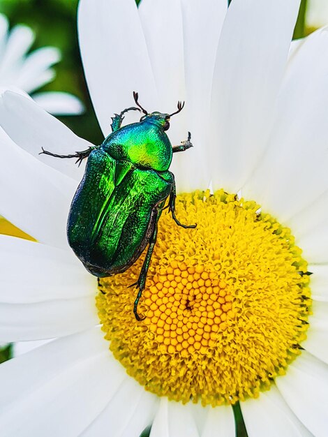 Grote groene kever op bloem glinsterend insect zit op witte madeliefje