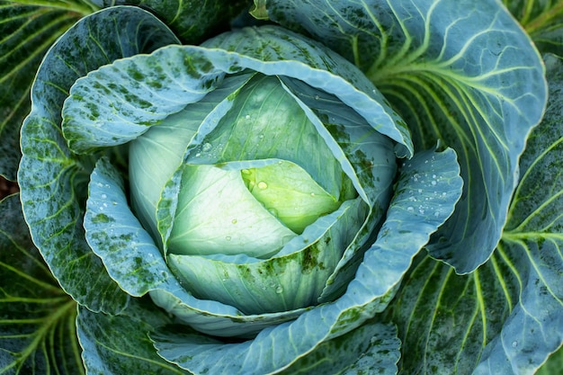 Grote groene kool op de boerderij. Vegetarische voedselachtergrond.