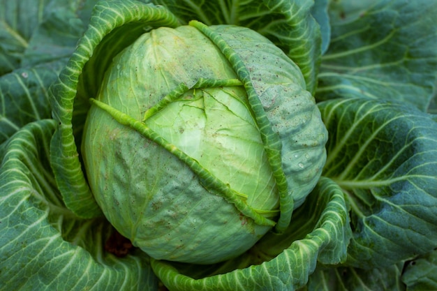 Grote groene kool op de boerderij. Vegetarische voedselachtergrond.