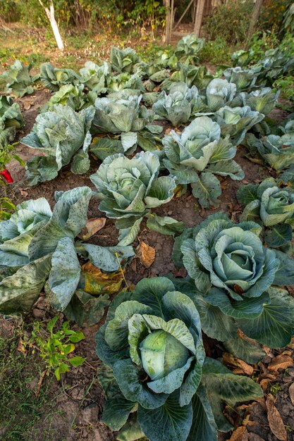 Grote groene kool op de boerderij. Vegetarische voedselachtergrond.