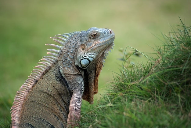 Grote groene leguaan op een gras