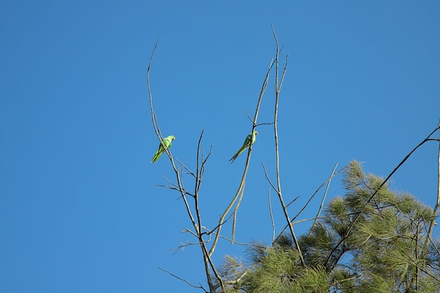 Foto grote groene papegaaien zitten op boomtakken