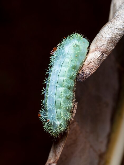 grote groene rups