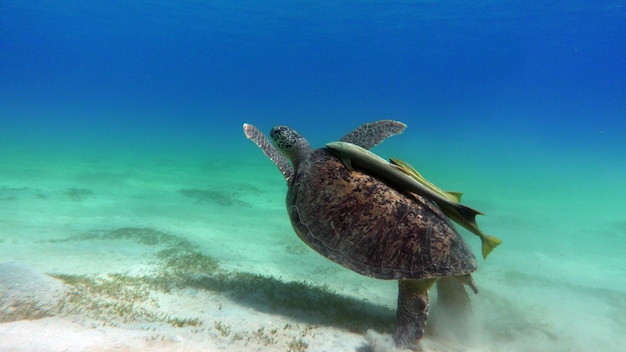 Foto grote groene schildpad op de riffen van de rode zee groene schildpadden zijn de grootste van alle zeeschildpadden