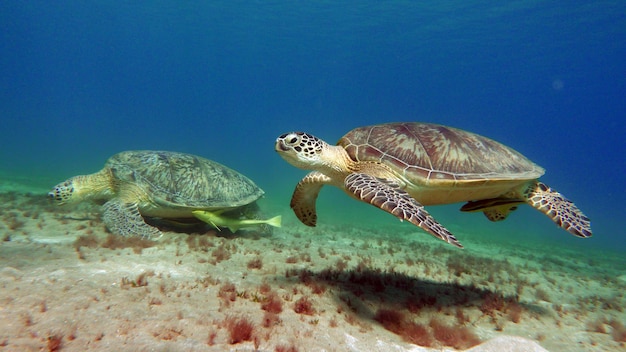 Grote groene schildpad op de riffen van de Rode Zee. Groene schildpadden zijn de grootste van alle zeeschildpadden.