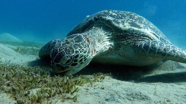 Grote groene schildpad op de riffen van de Rode Zee