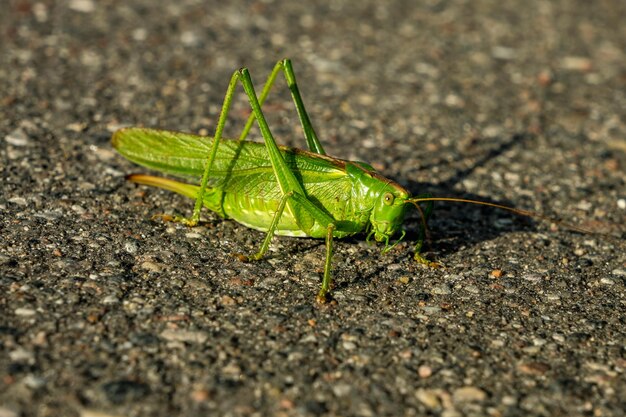 Grote groene sprinkhaan zit op een asfaltweg