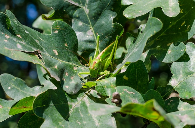 Grote groene sprinkhaan