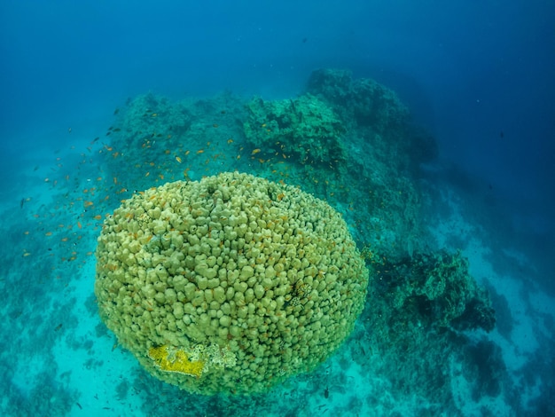 Grote groene struik onder water van de Rode Zee