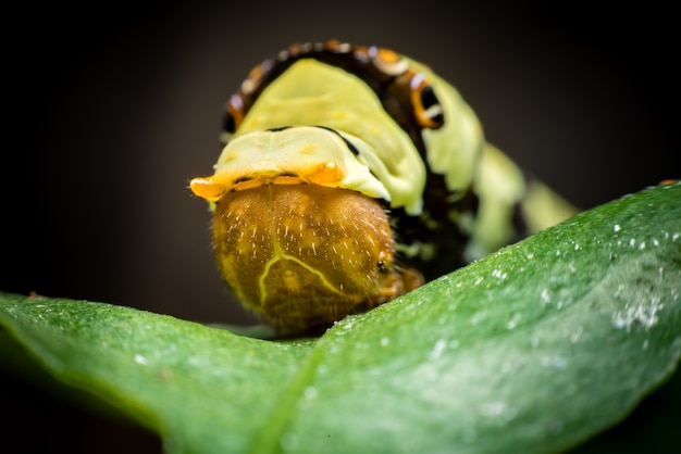 Grote groene worm op het groene blad