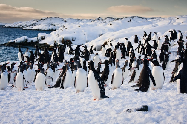 Grote groep pinguïns