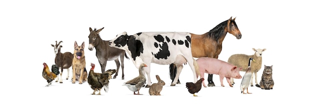 Grote groep veel boerderijdieren die samen staan