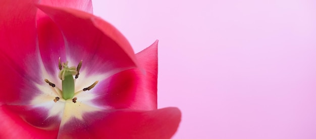 Grote heldere rode bloem tulp close-up selectieve aandacht lente of zomer concept lente achtergrond feestelijke groeten kaart vrouw gezondheid banner kopie ruimte