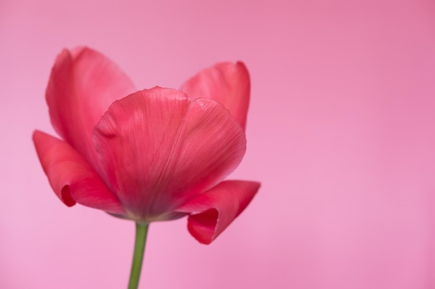 Grote heldere rode bloem tulp close-up Selectieve aandacht Lente of zomer concept Lente achtergrond Feestelijke groeten kaart vrouw gezondheid