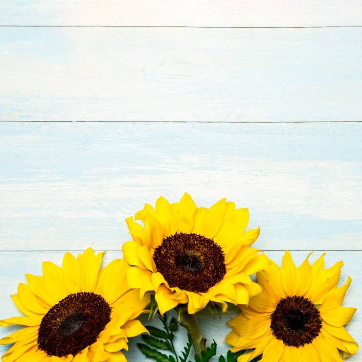 Foto grote heldere zonnebloemen op lichtblauwe oppervlakte
