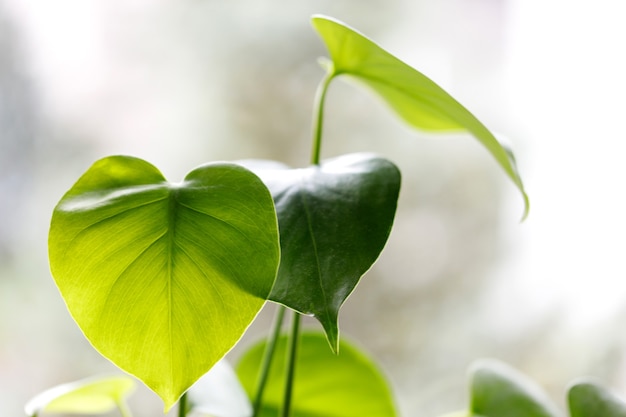 Grote heldergroene monstera plant op een raam.