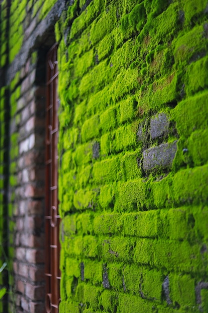Grote hoeveelheid groen mos op bakstenen muur