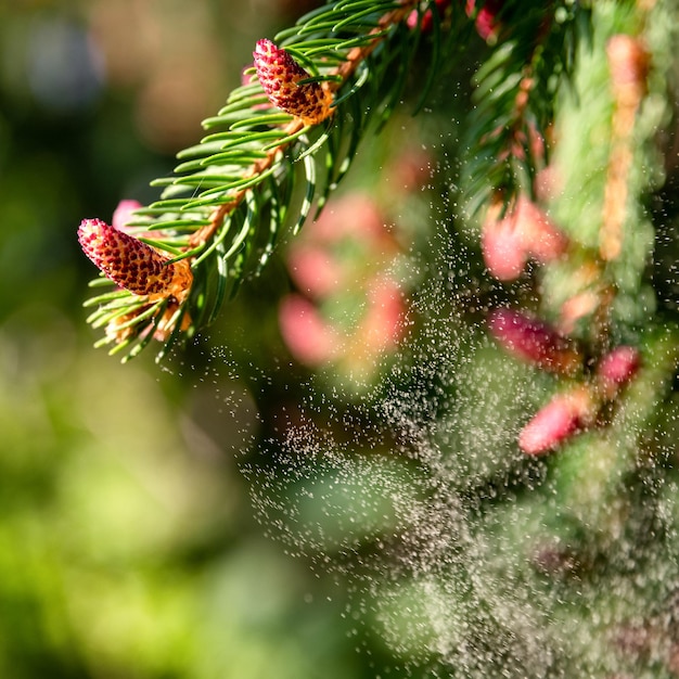 Grote hoeveelheid stuifmeelboom