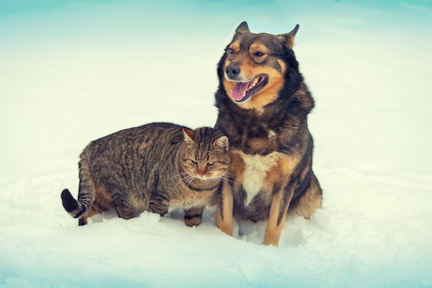 Grote hond en kat zitten samen in de sneeuw