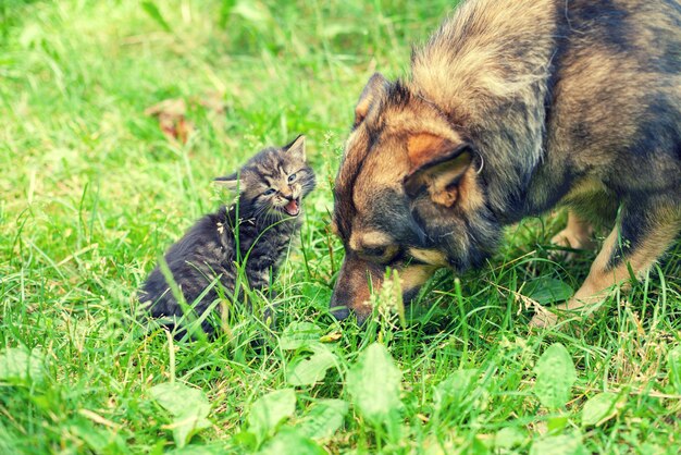 Grote hond en klein katje