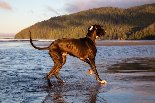 Foto grote hond great dane speelt in het water aan de kust van de stille oceaan