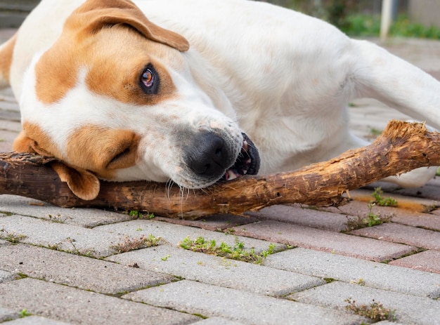 Grote hond met mooie droevige ogen die met een stok spelen