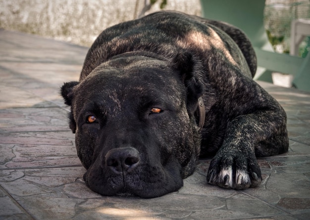 Foto grote hond perro de presa canario met mooie droevige ogen