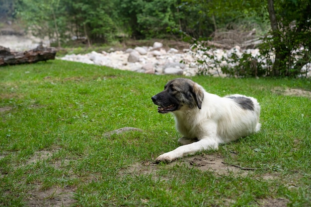 Grote hond rust op het gras