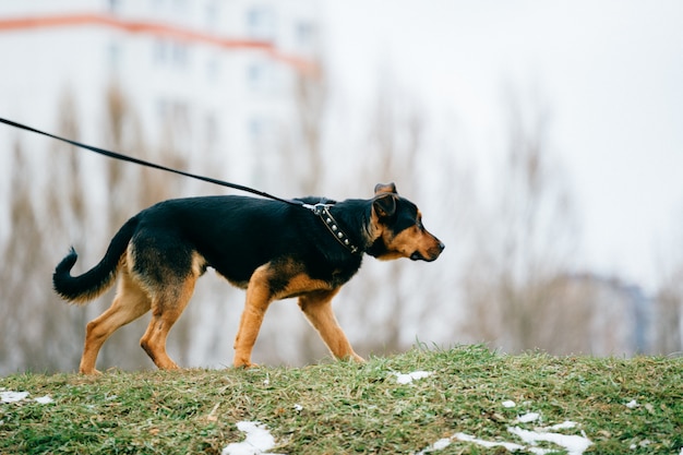 Grote hond wandelen in de natuur