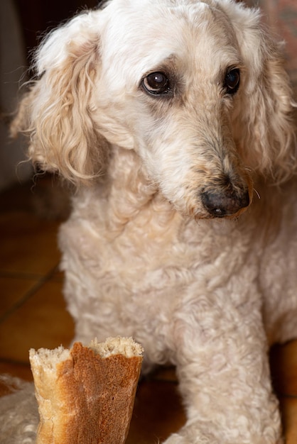 Grote hond witte poedel stal een stokbrood